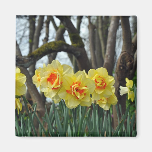 Yellow daffodil beauty magnet (Front)