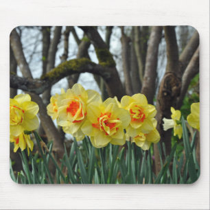 Yellow daffodil beauty mouse pad