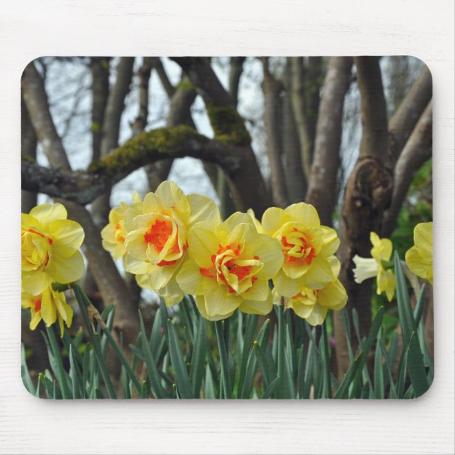 Yellow daffodil beauty mouse pad (Front)