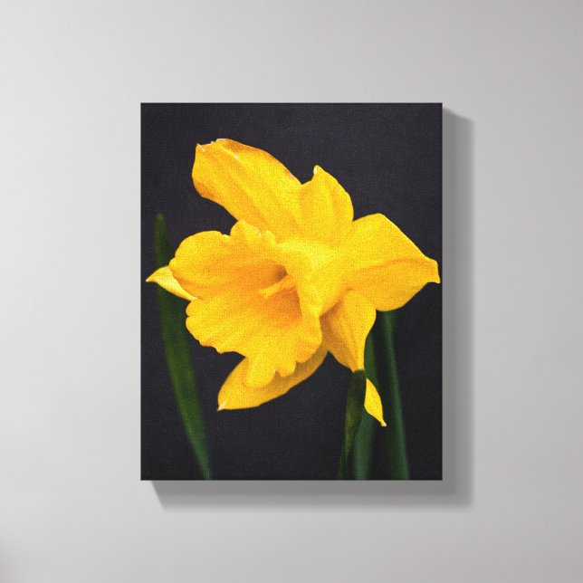Yellow Daffodil Canvas Print (Front)