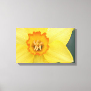 Yellow Daffodil Canvas Print