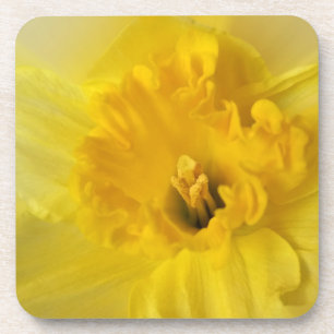 yellow daffodil coaster
