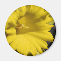Yellow Daffodil Flower Close Up Photography 