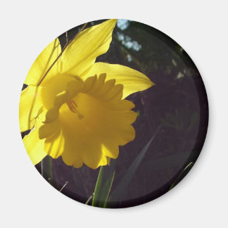 yellow daffodil flower in the sunlight magnet