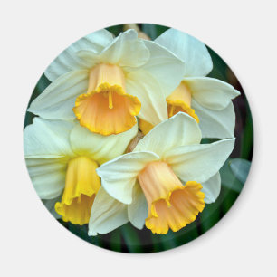 Yellow daffodil flowers magnet