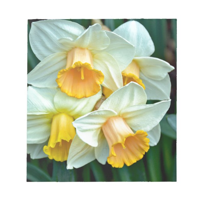 Yellow daffodil flowers notepad (Front)