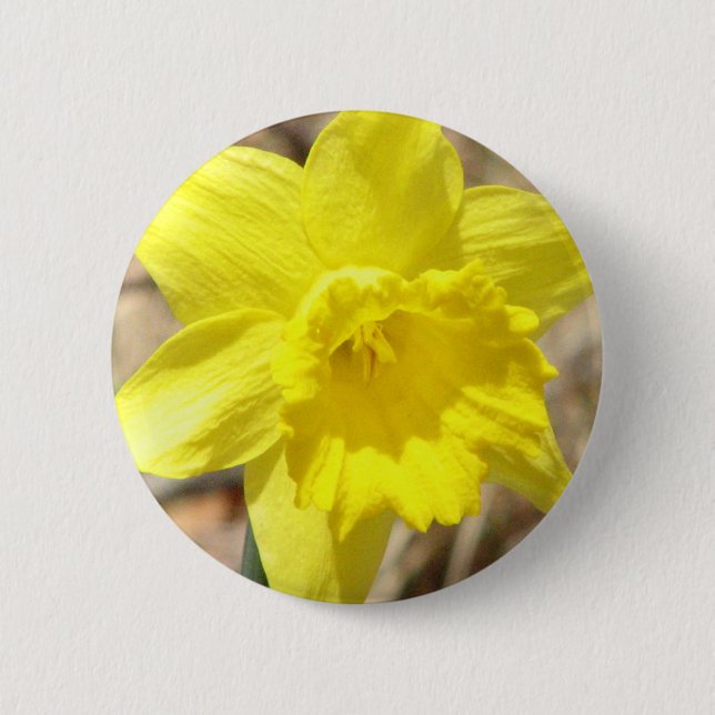 Yellow Daffodil Flowers Round Button (Front)