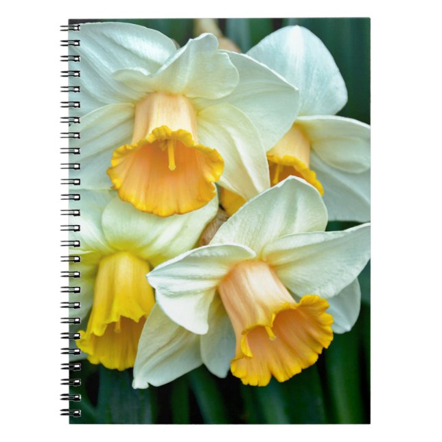 Yellow daffodil flowers spiral notebook (Front)