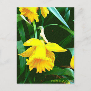 'Yellow Daffodil' Postcard