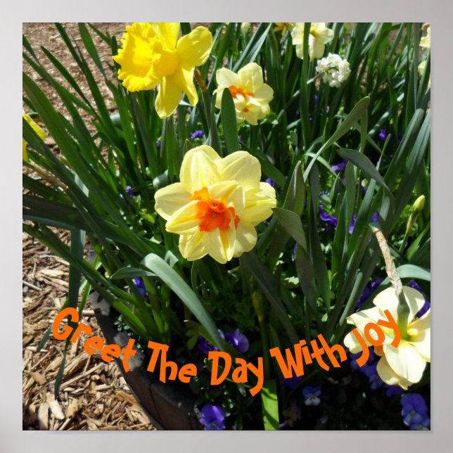 Yellow Daffodil Poster (Front)