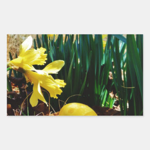 Yellow Daffodils and a Yellow Easter egg Rectangular Sticker