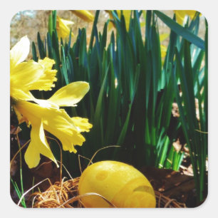 Yellow Daffodils and a Yellow Easter egg Square Sticker