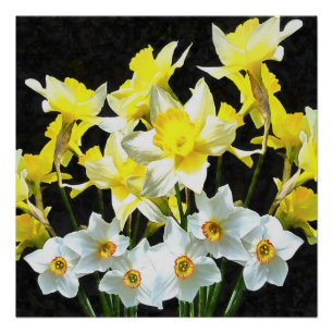 Yellow Daffodils And White Narcissi On Grey Poster