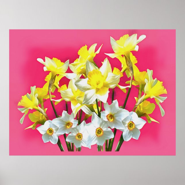 Yellow Daffodils And White Narcissi Viva Magenta Poster (Front)