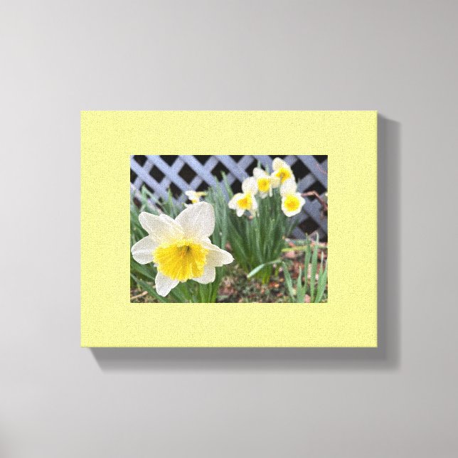 Yellow Daffodils  Canvas Print (Front)
