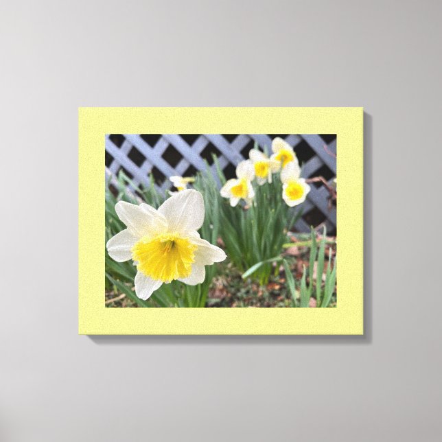 Yellow Daffodils  Canvas Print (Front)