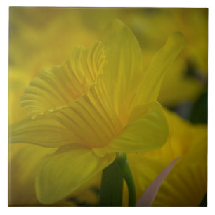 Yellow daffodils ceramic photo tile