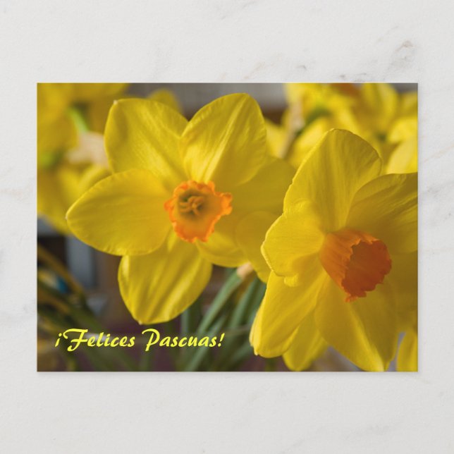 Yellow daffodils ¡Felices Pascuas!  postcard (Front)