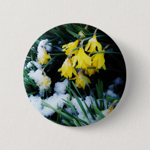 Yellow Daffodils flowers in the snow 6 Cm Round Badge