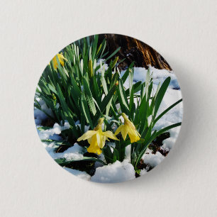 Yellow Daffodils flowers in the snow 6 Cm Round Badge