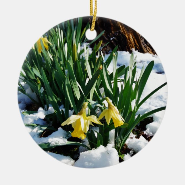 Yellow Daffodils flowers in the snow Ceramic Tree Decoration (Front)