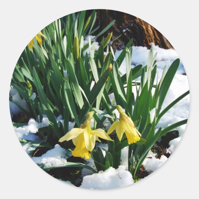 Yellow Daffodils flowers in the snow Classic Round Sticker (Front)