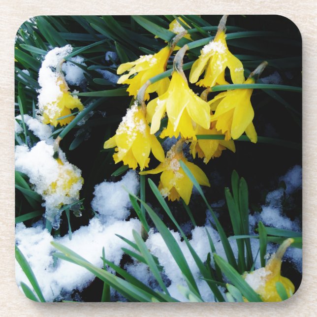 Yellow Daffodils flowers in the snow Coaster (Front)