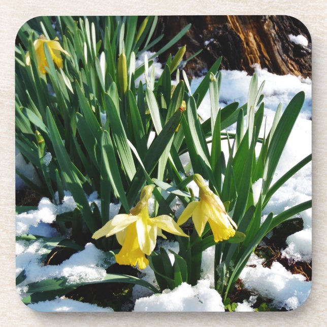 Yellow Daffodils flowers in the snow Coaster (Front)