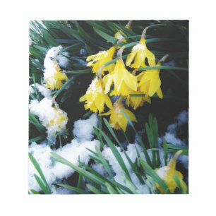Yellow Daffodils flowers in the snow Notepad