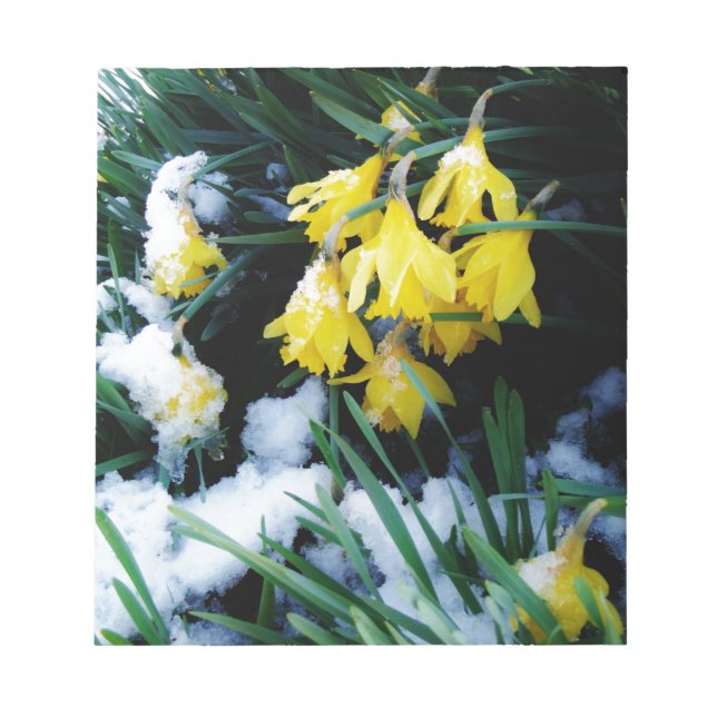 Yellow Daffodils flowers in the snow Notepad (Front)