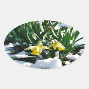 Yellow Daffodils flowers in the snow Oval Sticker