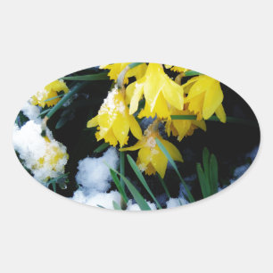 Yellow Daffodils flowers in the snow Oval Sticker