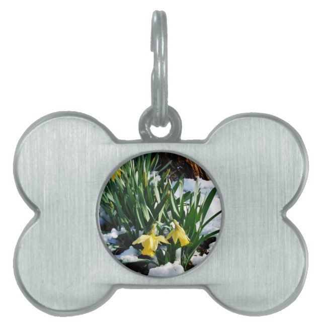 Yellow Daffodils flowers in the snow Pet Tag (Front)