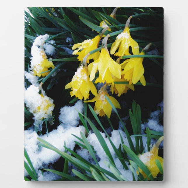 Yellow Daffodils flowers in the snow Plaque (Front)
