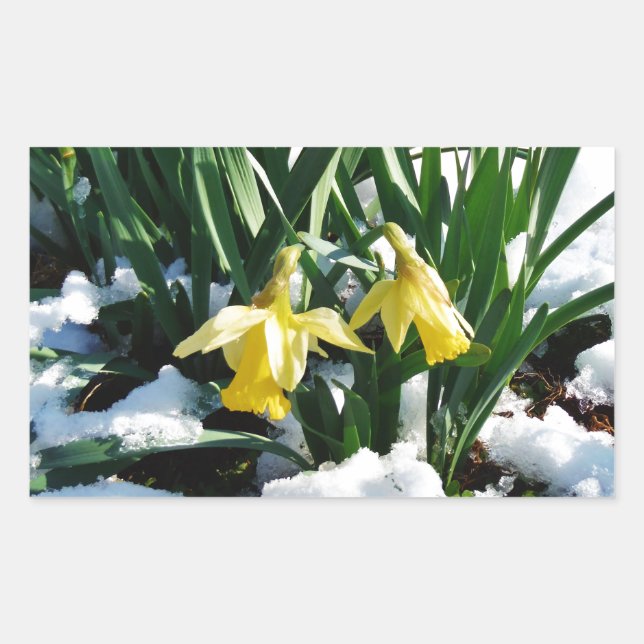Yellow Daffodils flowers in the snow Rectangular Sticker (Front)