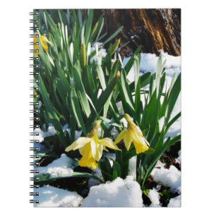 Yellow Daffodils flowers in the snow Spiral Notebook