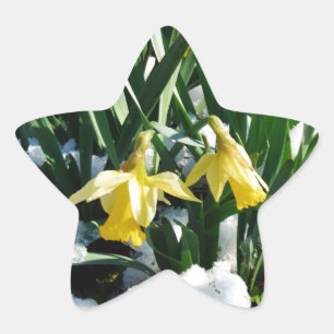 Yellow Daffodils flowers in the snow Star Sticker