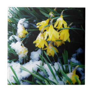 Yellow Daffodils flowers in the snow Tile