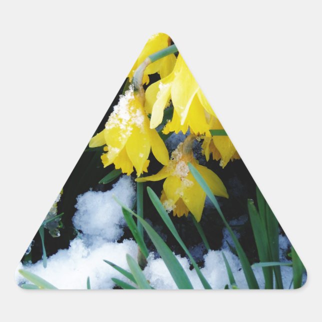 Yellow Daffodils flowers in the snow Triangle Sticker (Front)