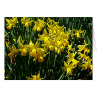 Yellow Daffodils I Cheery Spring Flowers