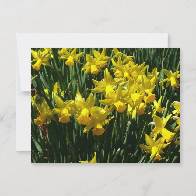 Yellow Daffodils I Cheery Spring Flowers (Front)