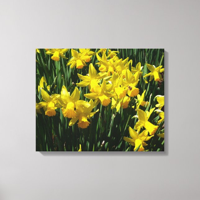 Yellow Daffodils I Cheery Spring Flowers Canvas Print (Front)