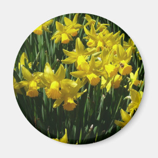 Yellow Daffodils I Cheery Spring Flowers Magnet