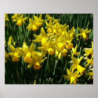 Yellow Daffodils I Cheery Spring Flowers Poster