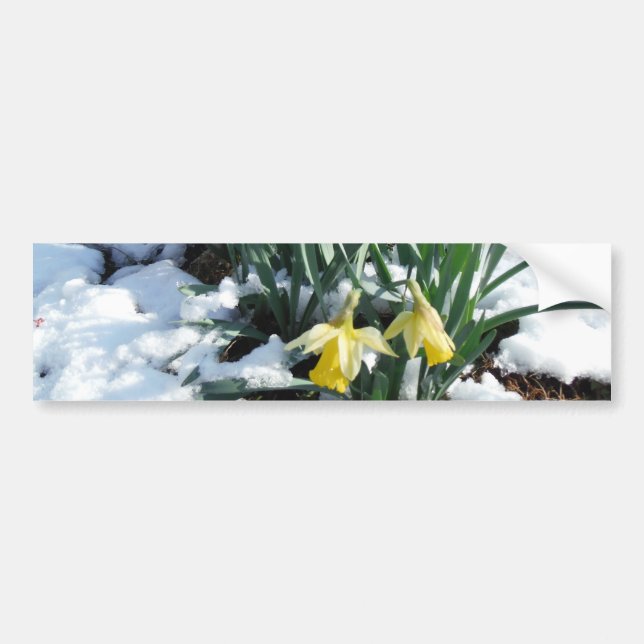 Yellow Daffodils in the snow Bumper Sticker (Front)