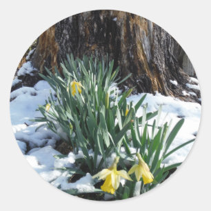 Yellow Daffodils in the snow Classic Round Sticker