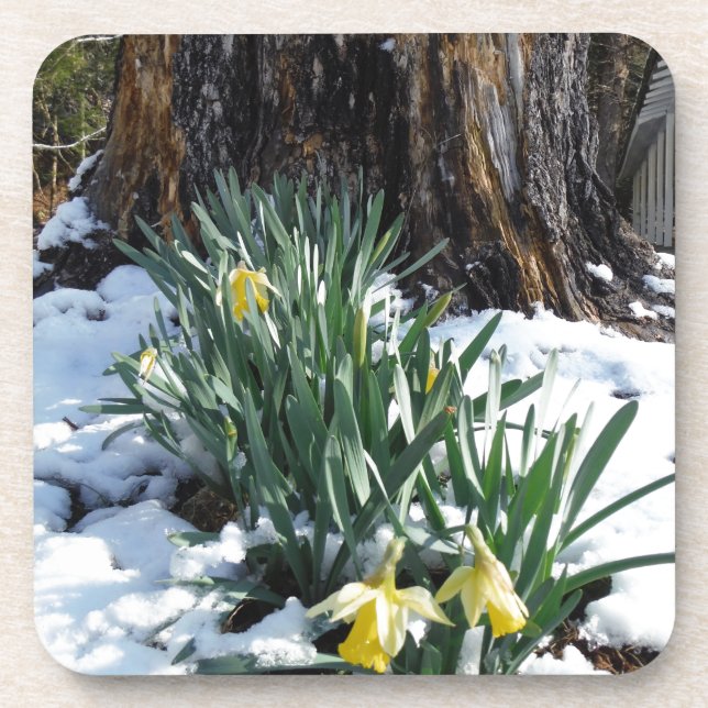 Yellow Daffodils in the snow Coaster (Front)