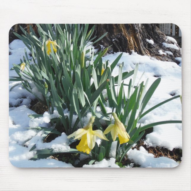 Yellow Daffodils in the snow Mouse Pad (Front)