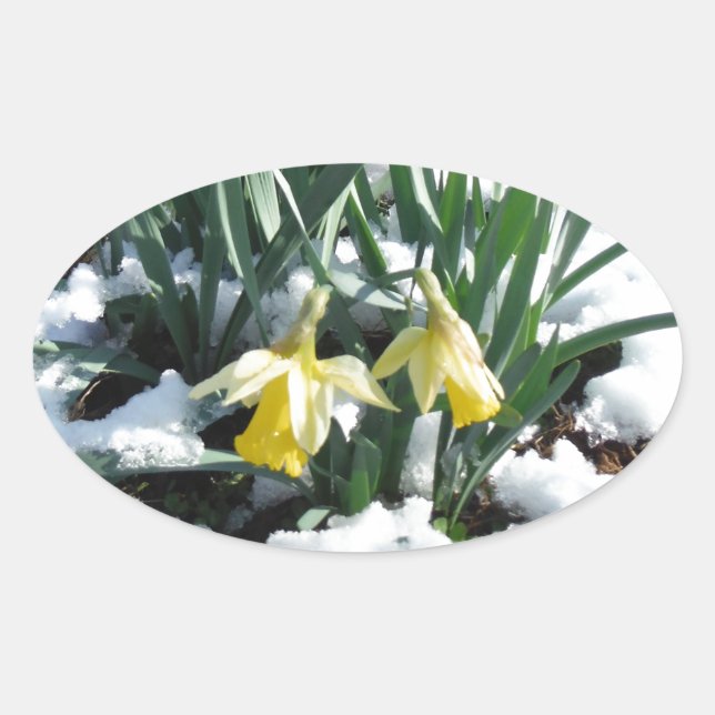 Yellow Daffodils in the snow Oval Sticker (Front)