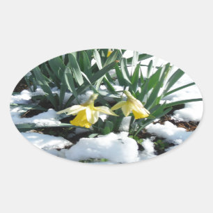 Yellow Daffodils in the snow Oval Sticker